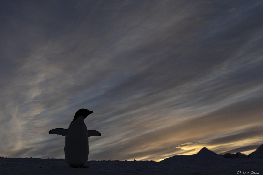 OTL32-25, Day 6, Penguins at sunrise 9 © Sara Jenner - Oceanwide Expeditions.jpg