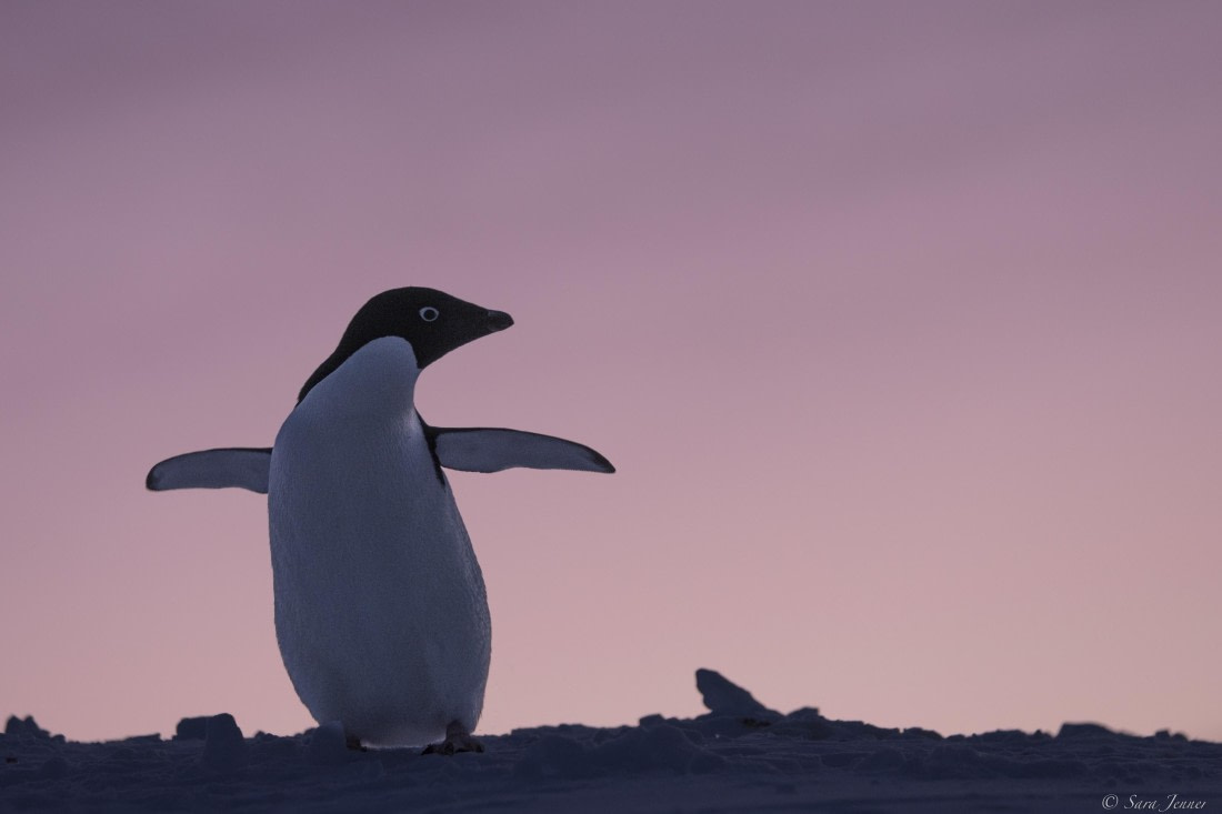 OTL32-25, Day 6, Penguins at sunrise 11 © Sara Jenner - Oceanwide Expeditions.jpg
