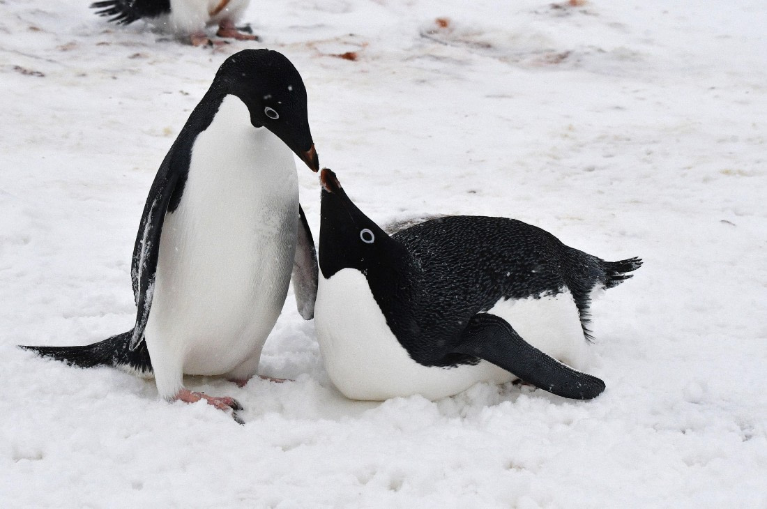 OTL32-25, Day 6, Red Rock Ridge Adelies Sas1 © Saskia van der Meij - Oceanwide Expeditions.JPG