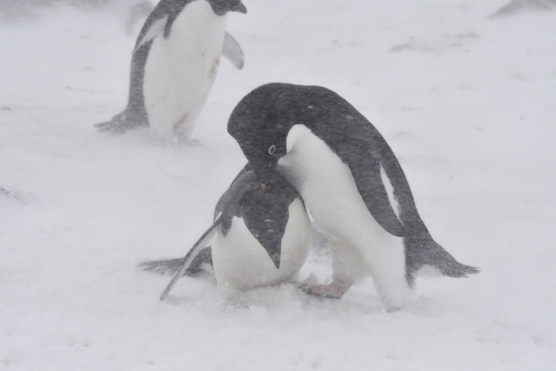 OTL32-25, Day 6, Red Rock Ridge Sas 2 © Saskia van der Meij - Oceanwide Expeditions.JPG