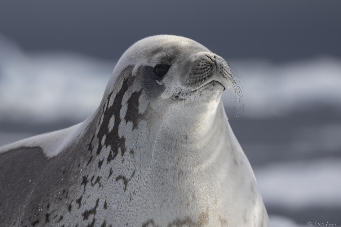 OTL32-25, Day 8, Crabeater 2 (2)© Sara Jenner - Oceanwide Expeditions.jpg