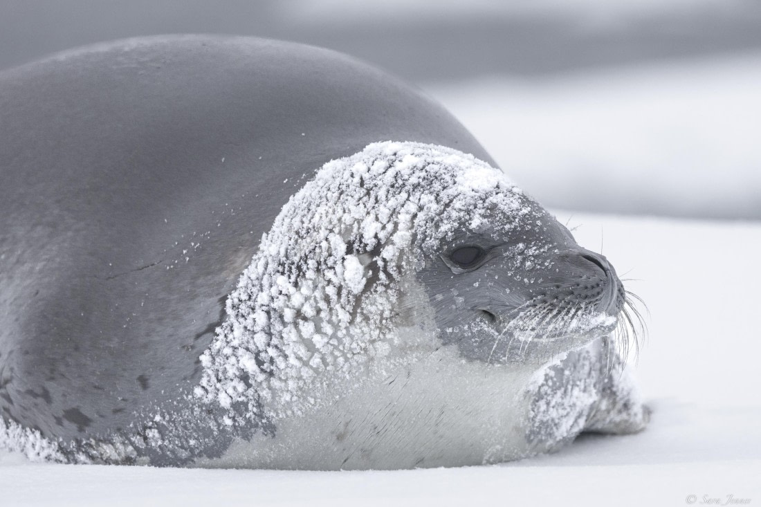 OTL32-25, Day 8, Crabeater 3 (2)© Sara Jenner - Oceanwide Expeditions.jpg