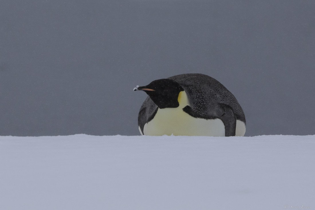 OTL32-25, Day 8, Emperor penguin 1© Sara Jenner - Oceanwide Expeditions.jpg