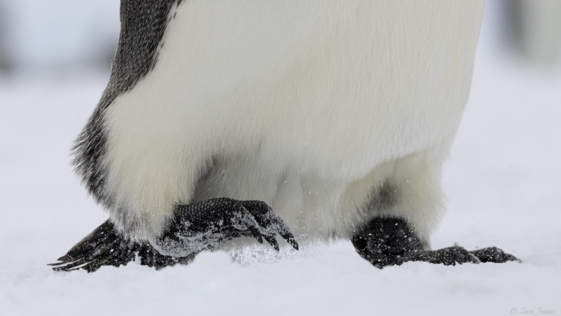 OTL32-25, Day 8, Emperors feet© Sara Jenner - Oceanwide Expeditions.jpg