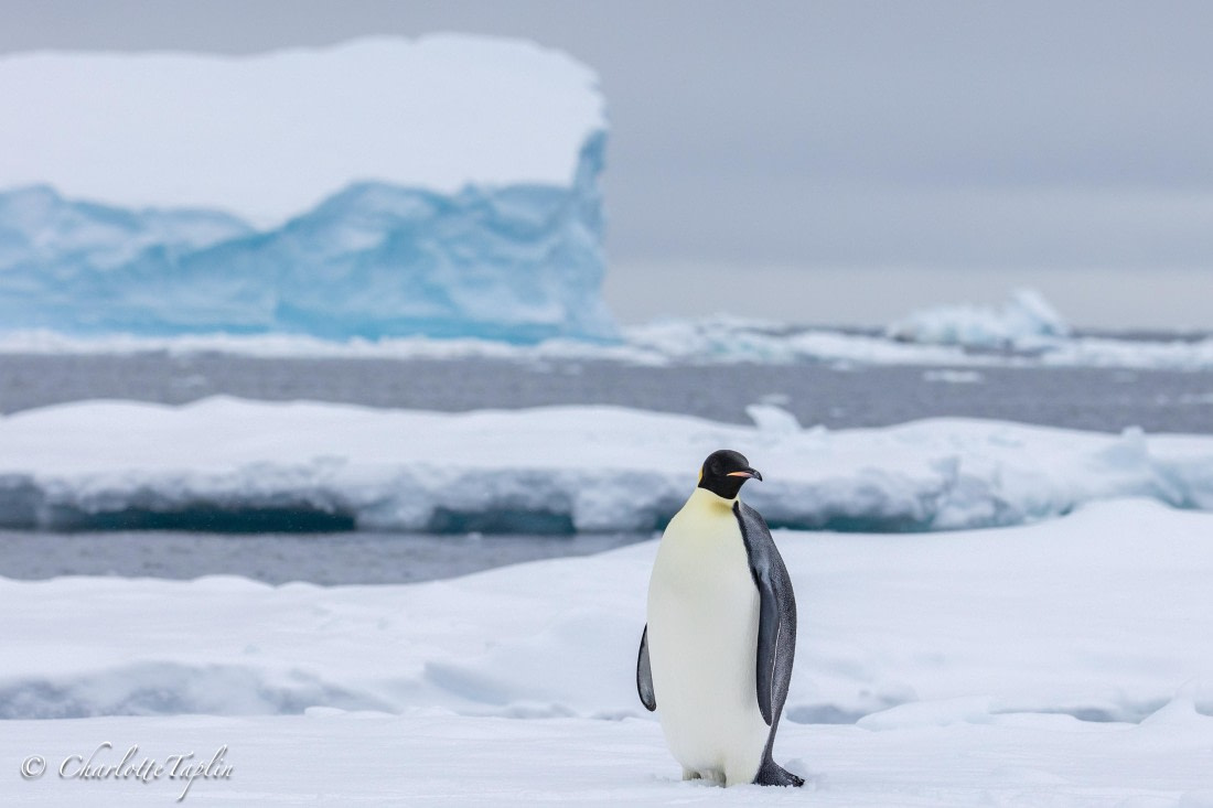 OTL32-25, Day 8, FZ1A6113 © Charlotte Taplin - Oceanwide Expeditions.jpg