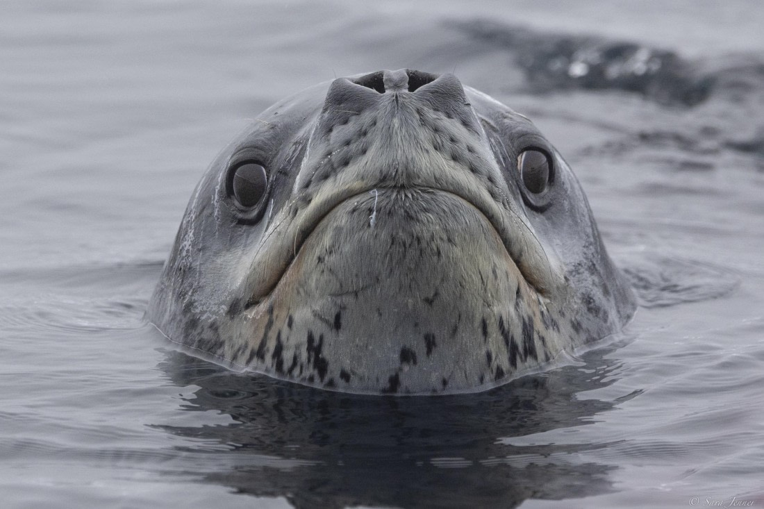 OTL32-25, Day 8, Leopard seal 1 © Sara Jenner - Oceanwide Expeditions.jpg