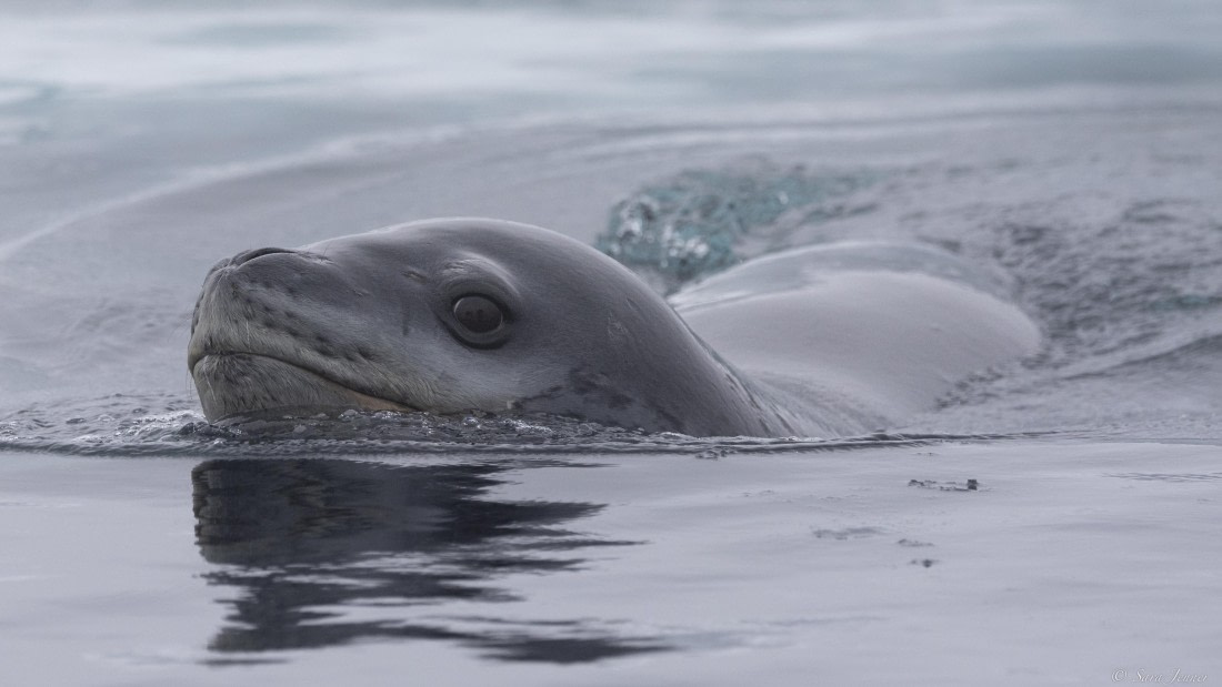 OTL32-25, Day 8, Leopard seal 2 © Sara Jenner - Oceanwide Expeditions.jpg