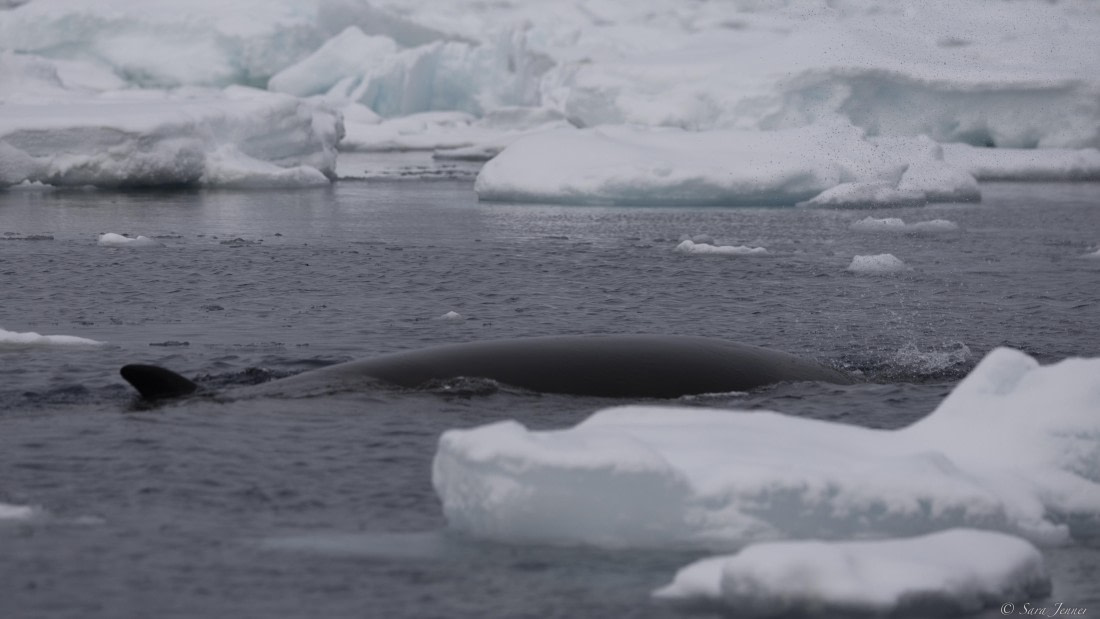 OTL32-25, Day 8, Minke whale © Sara Jenner - Oceanwide Expeditions.jpg