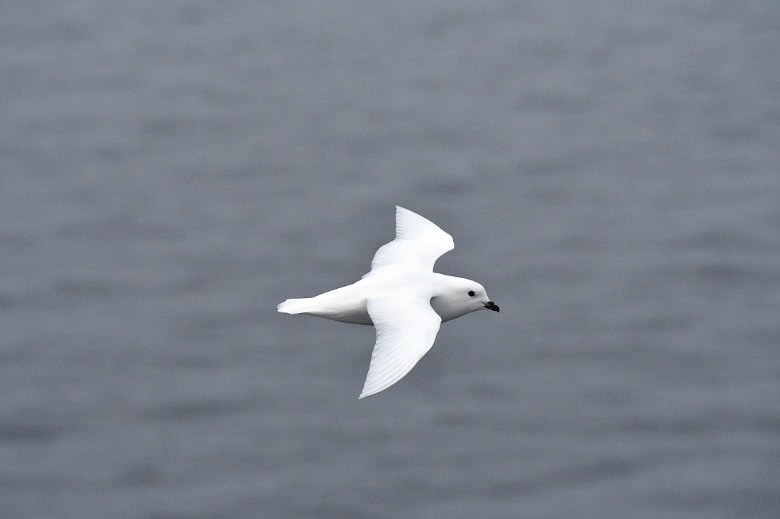 OTL32-25, Day 8, Snow Petrel Wilkins Iceshelf © Saskia van der Meij - Oceanwide Expeditions.JPG