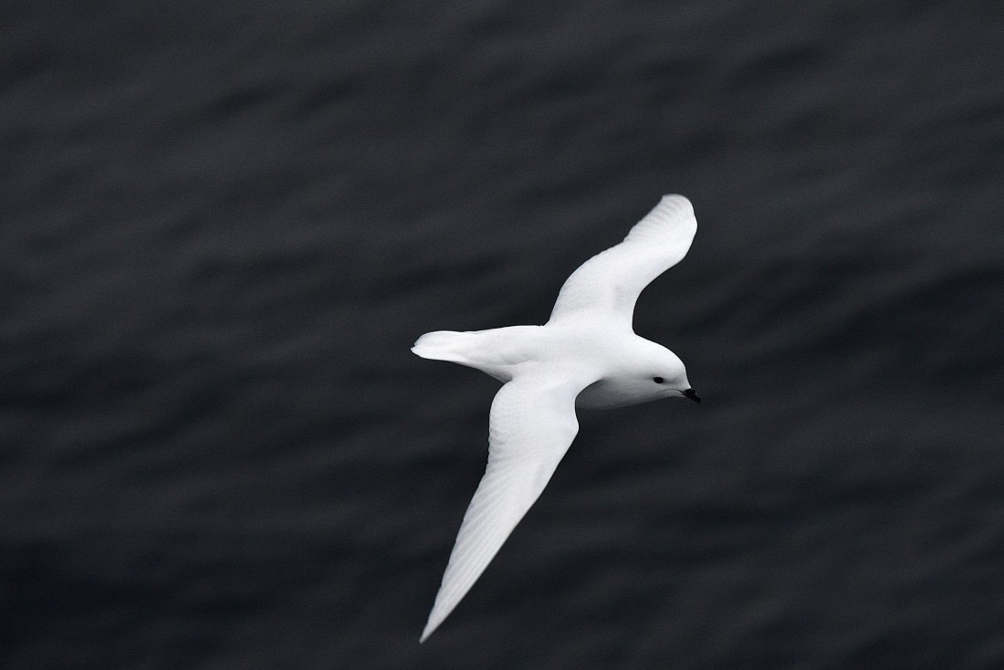 OTL32-25, Day 8, Snow Petrel Wilkins Iceshelf Sas © Saskia van der Meij - Oceanwide Expeditions.JPG