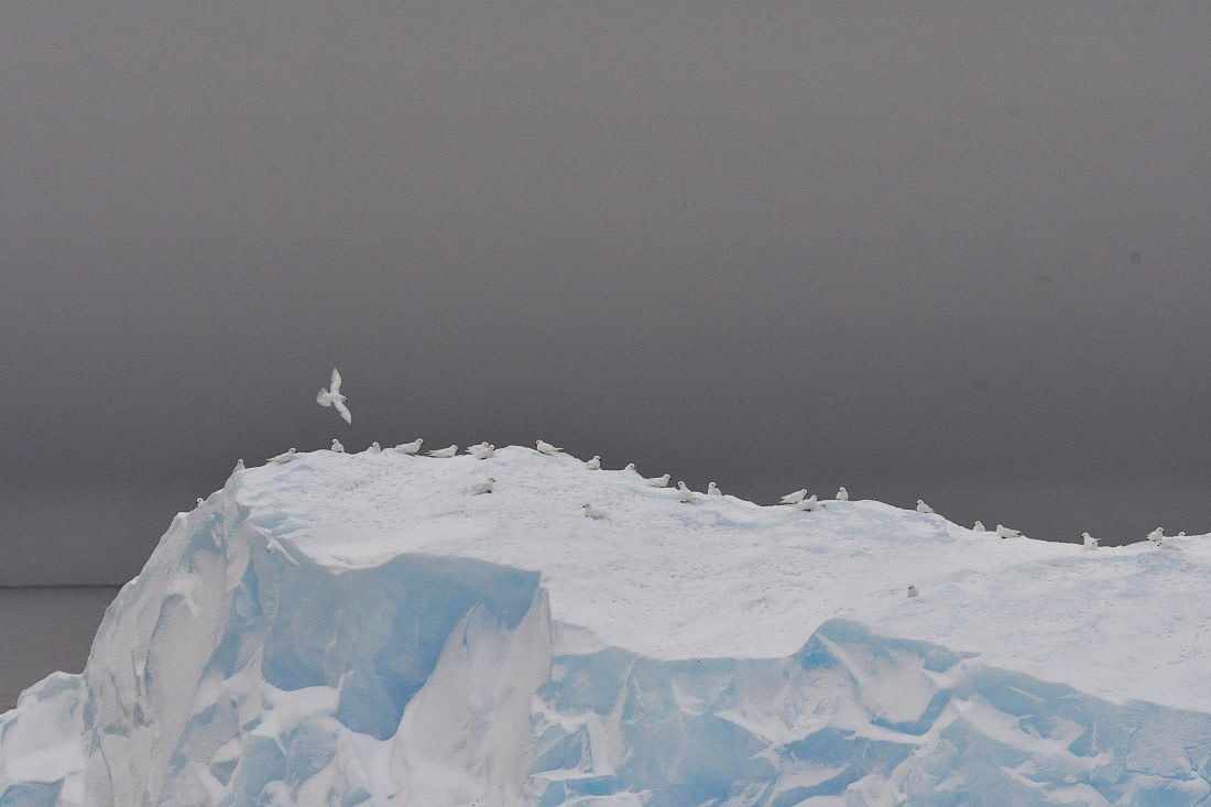 OTL32-25, Day 8, Snow Petrels on ice Wilkins © Saskia van der Meij - Oceanwide Expeditions.JPG