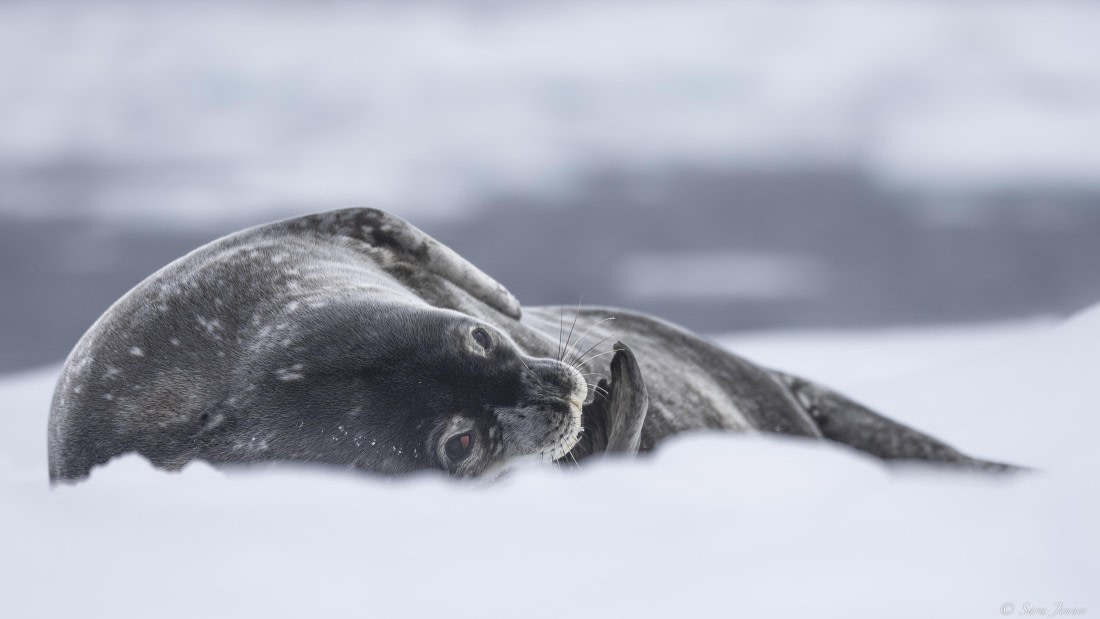 OTL32-25, Day 8, Weddell seal 2 (3) © Sara Jenner - Oceanwide Expeditions.jpg