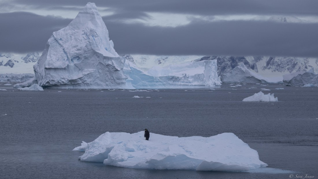 OTL32-25, Day 9, Emperor on ice © Sara Jenner - Oceanwide Expeditions.jpg