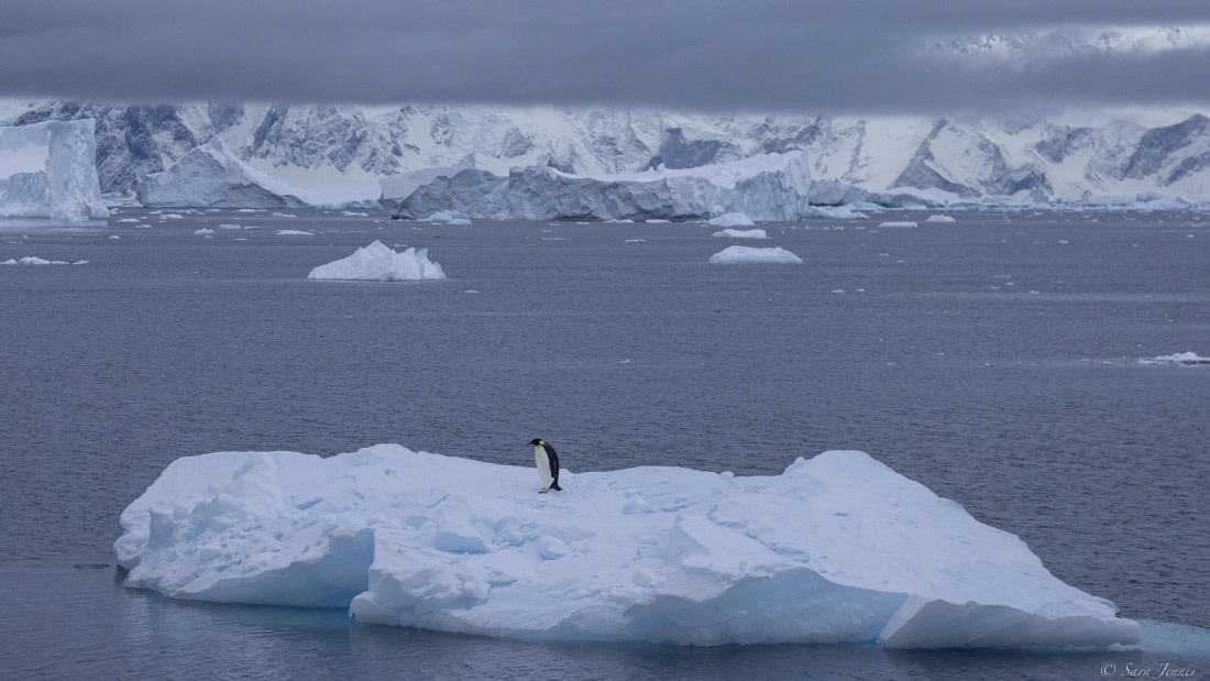 OTL32-25, Day 9, Emperor on ice 1 © Sara Jenner - Oceanwide Expeditions.jpg