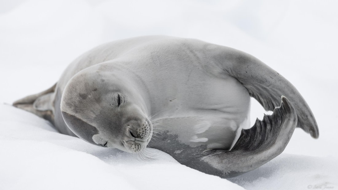 OTL32-25, Day 10, Crabeater 1 (3)© Sara Jenner - Oceanwide Expeditions.jpg