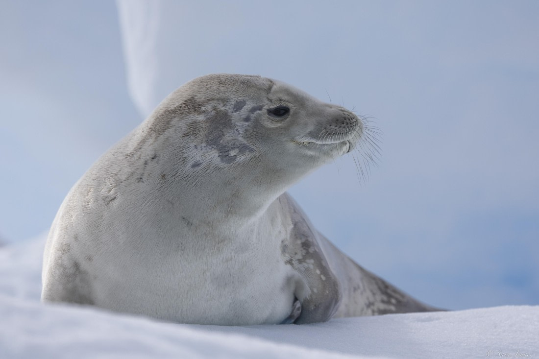 OTL32-25, Day 10, Crabeater 3 (3)© Sara Jenner - Oceanwide Expeditions.jpg