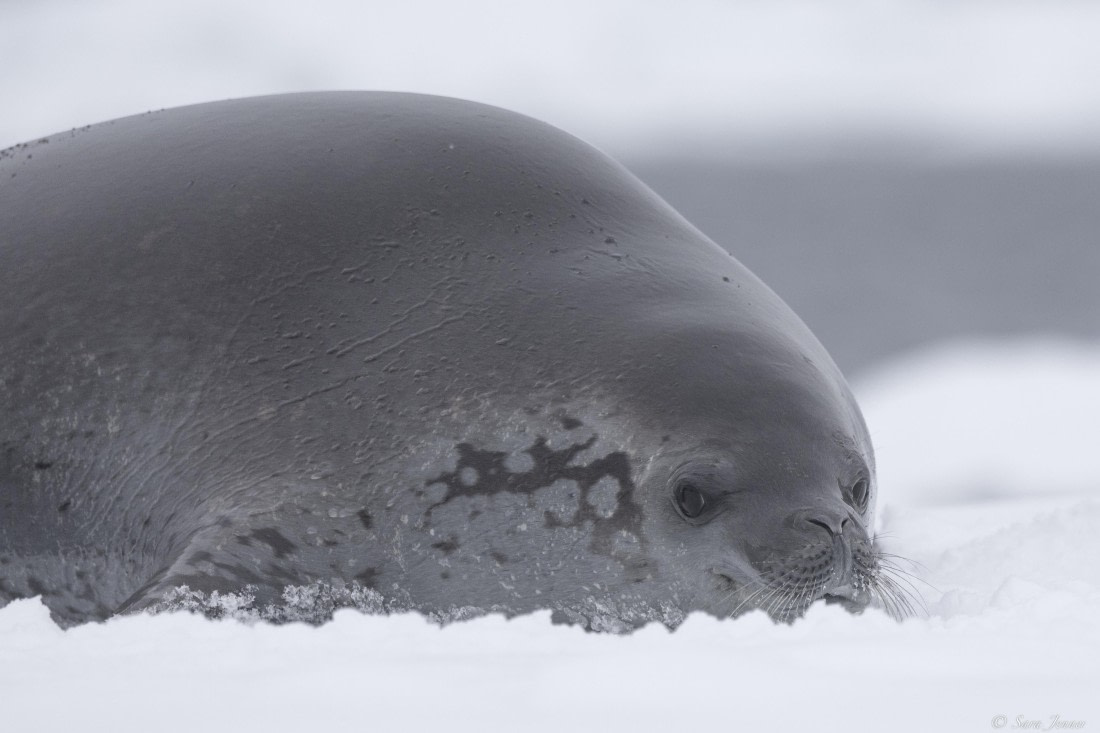 OTL32-25, Day 10, Crabeater 4© Sara Jenner - Oceanwide Expeditions.jpg