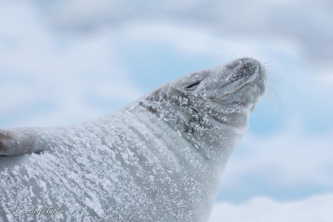 OTL32-25, Day 10, FZ1A6175 © Charlotte Taplin - Oceanwide Expeditions.jpg