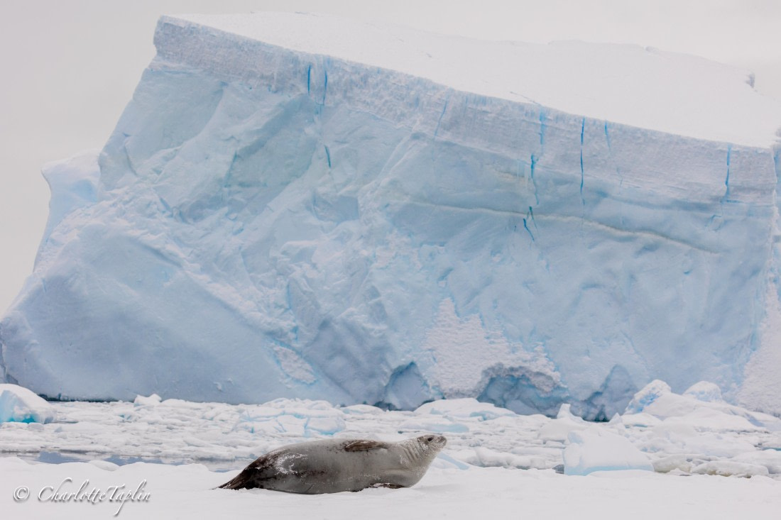 OTL32-25, Day 10, FZ1A6208 © Charlotte Taplin - Oceanwide Expeditions.jpg