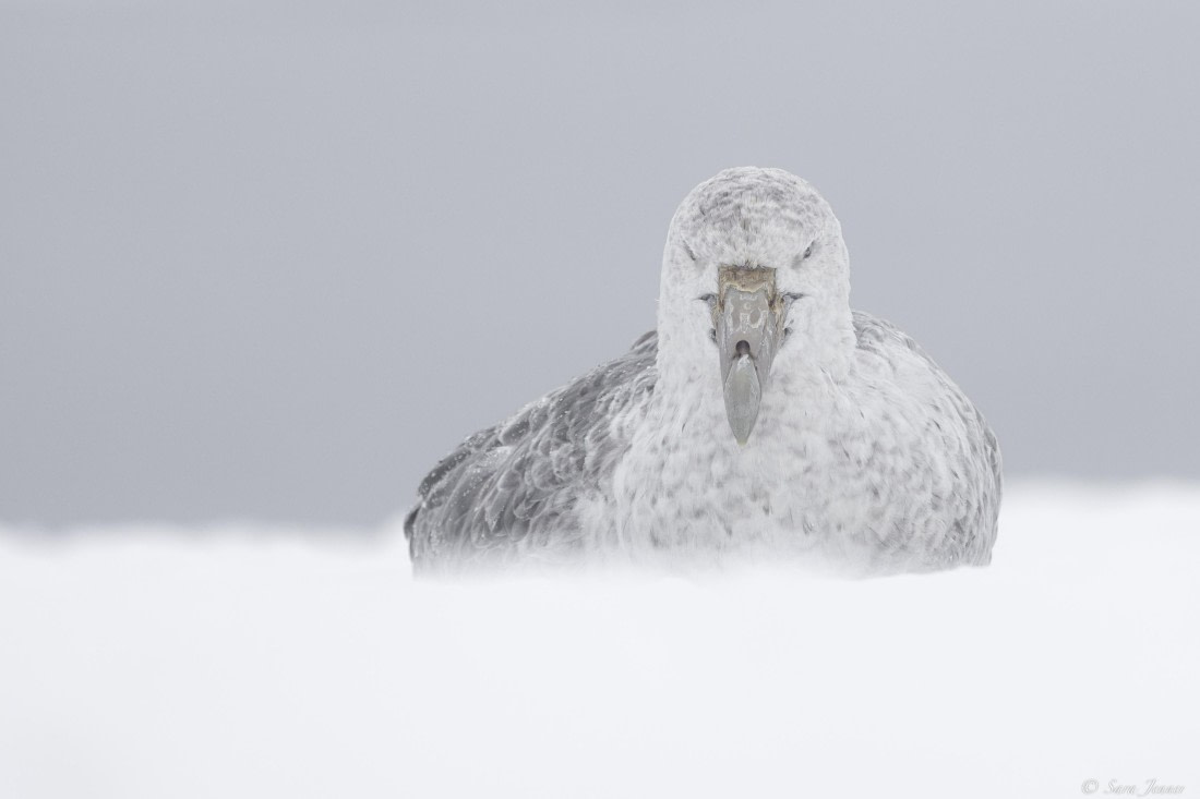OTL32-25, Day 10, Petrel © Sara Jenner - Oceanwide Expeditions.jpg