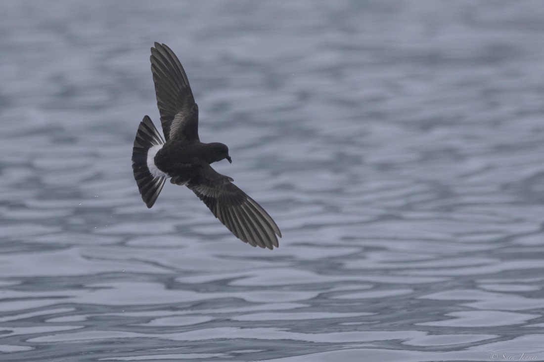 OTL32-25, Day 10, Storm petrel © Sara Jenner - Oceanwide Expeditions.jpg