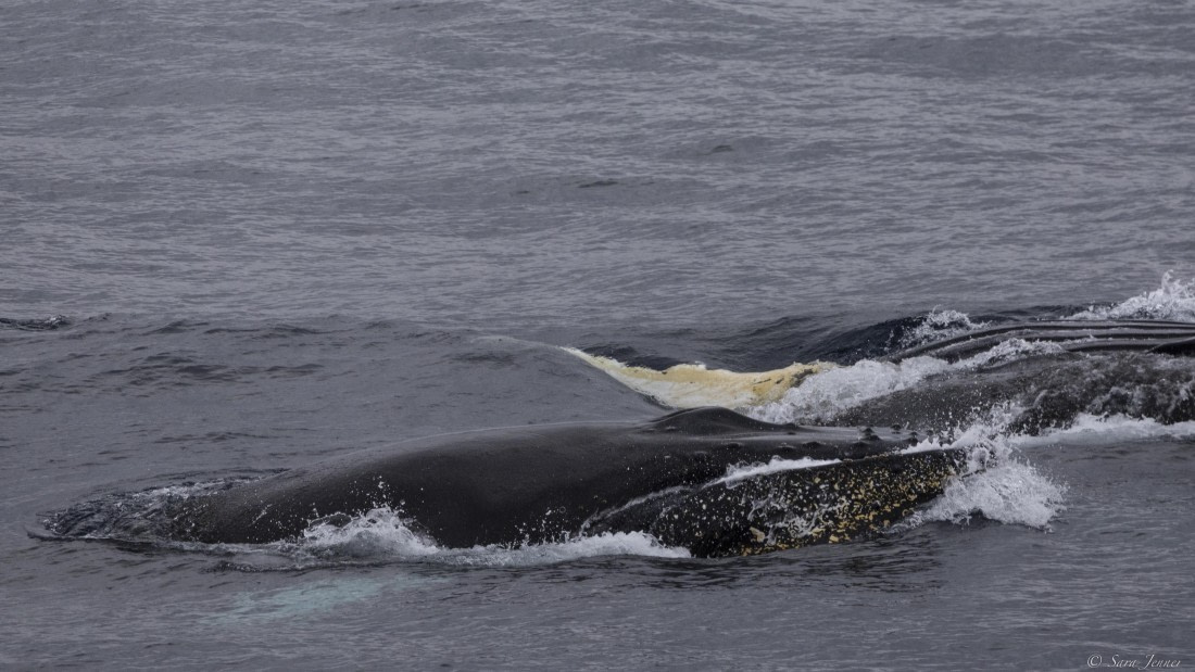 OTL32-25, Day 10, Whale 2 © Sara Jenner - Oceanwide Expeditions.jpg