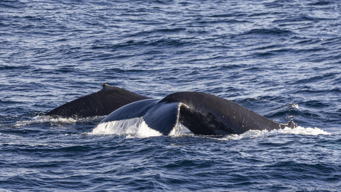 OTL32-25, Day 11, Humpbacks © Sara Jenner - Oceanwide Expeditions.jpg