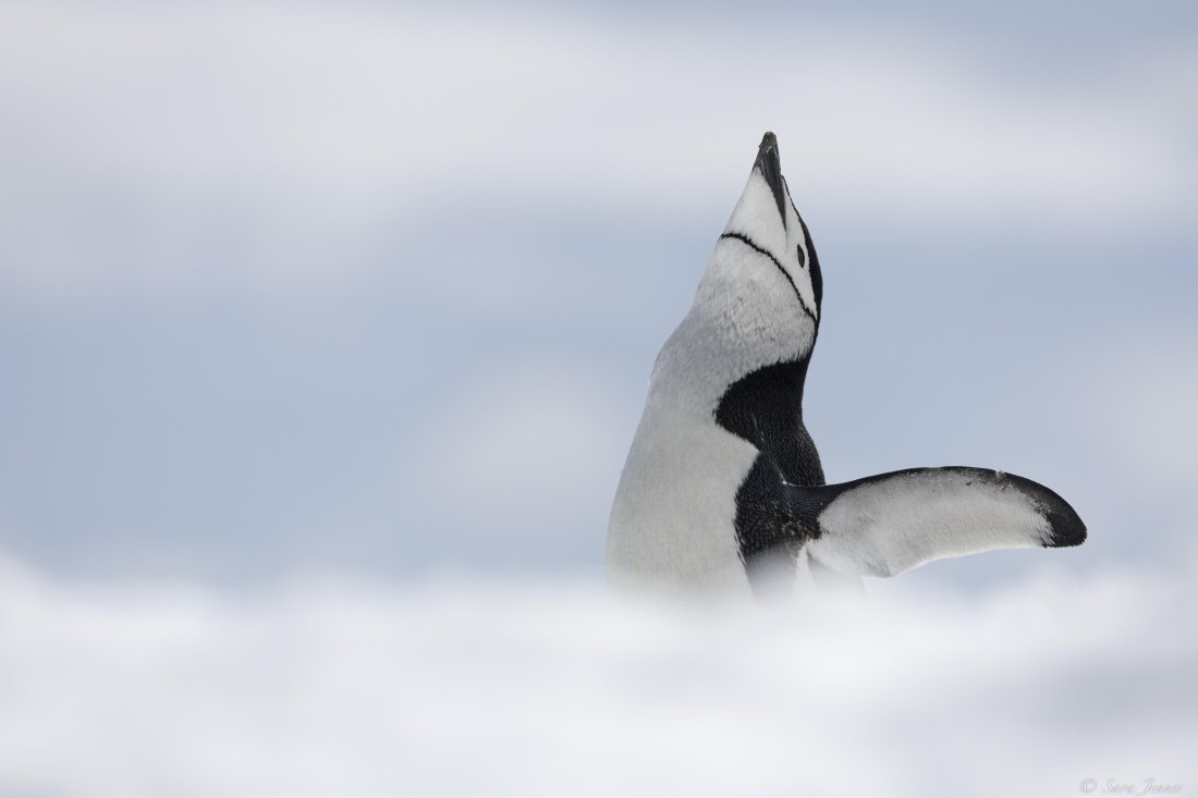 OTL32-25, Day 12, Chinstrap penguin© Sara Jenner - Oceanwide Expeditions.jpg