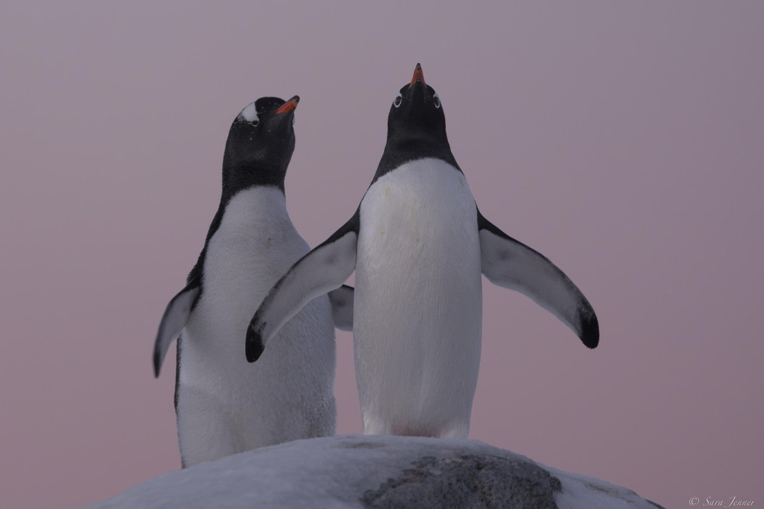 OTL32-25, Day 12, Gentoo 2 © Sara Jenner - Oceanwide Expeditions.jpg