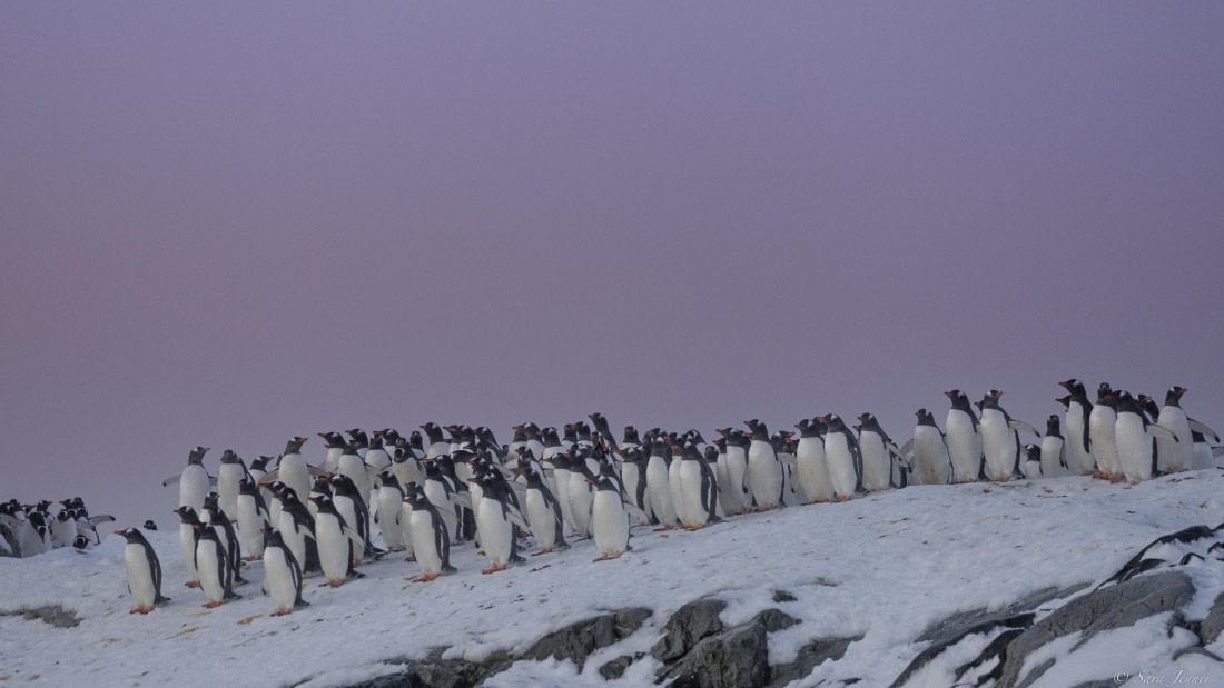 OTL32-25, Day 12, Gentoo 3 © Sara Jenner - Oceanwide Expeditions.jpg