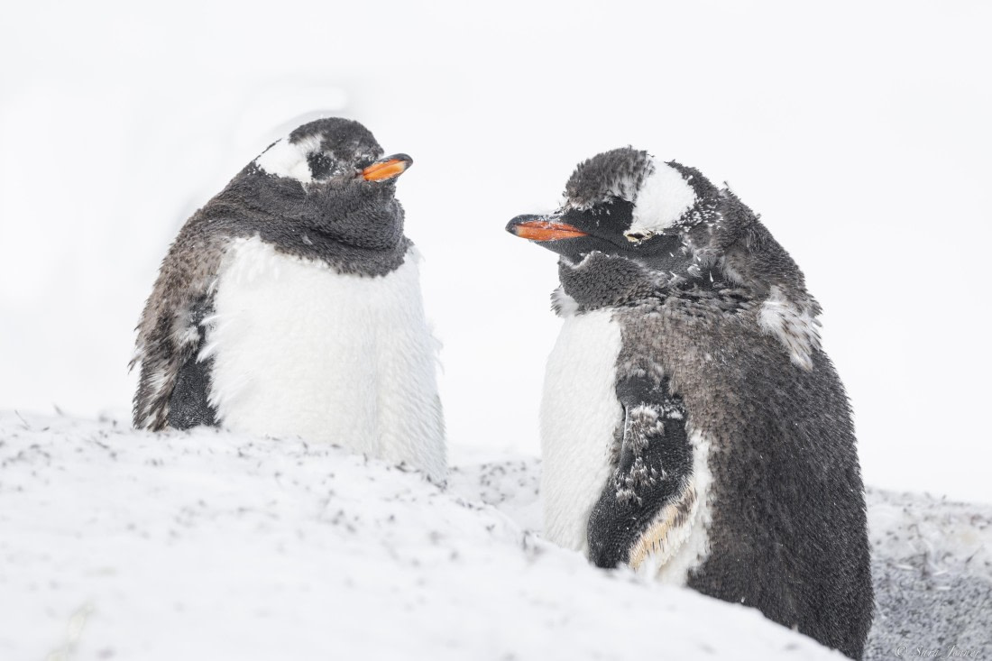 OTL32-25, Day 12, Gentoos 4 © Sara Jenner - Oceanwide Expeditions.jpg