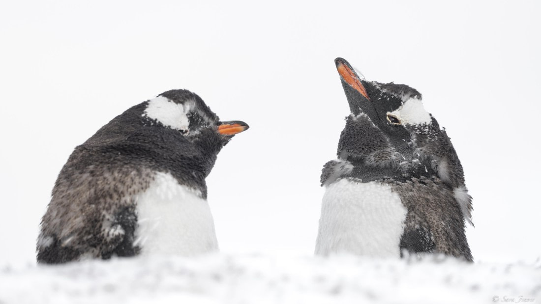 OTL32-25, Day 12, Gentoos 5 © Sara Jenner - Oceanwide Expeditions.jpg