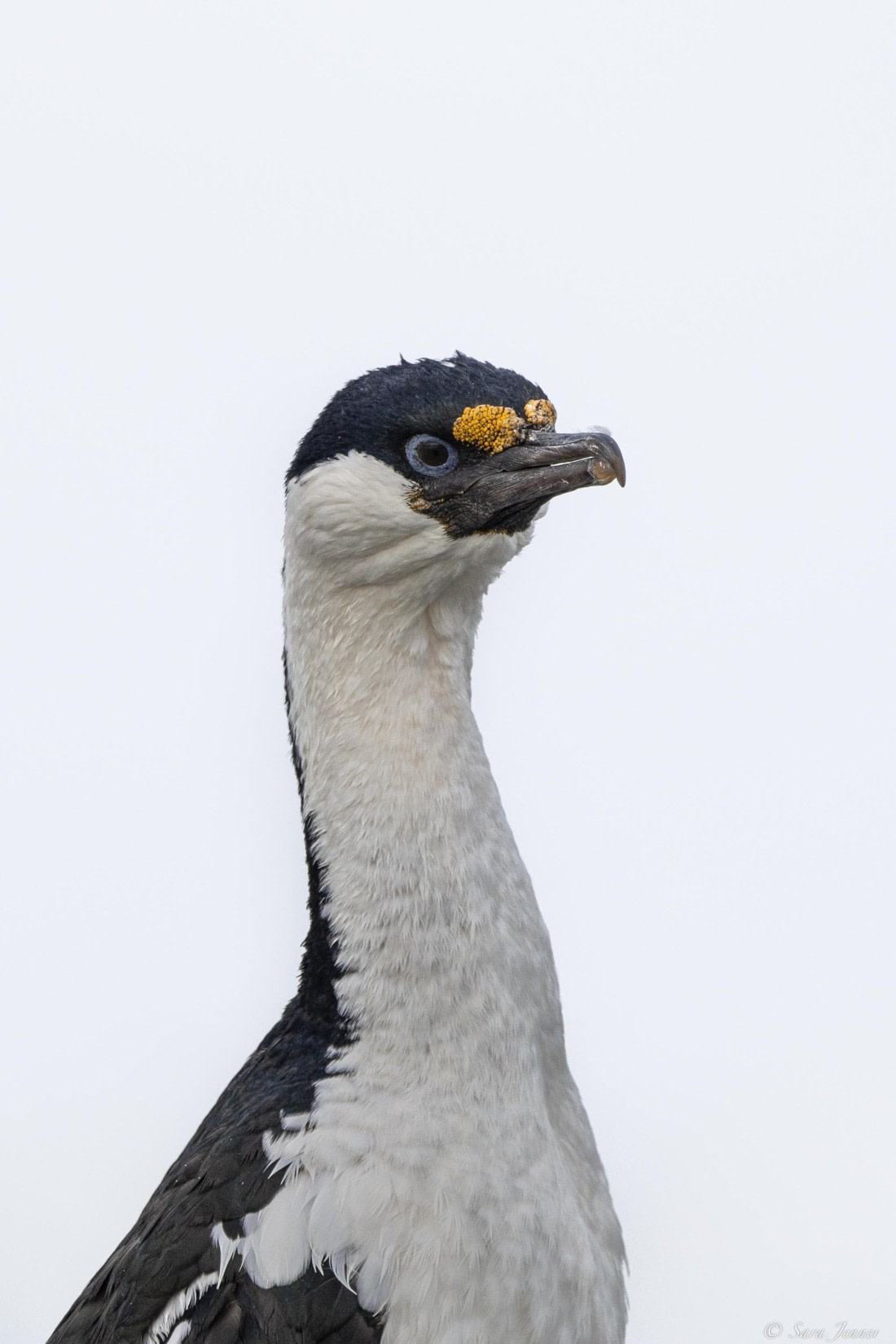 OTL32-25, Day 13, Blule eyed shag© Sara Jenner - Oceanwide Expeditions.jpg