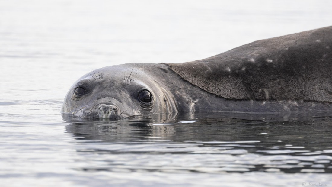 OTL32-25, Day 13, Elephant seals© Sara Jenner - Oceanwide Expeditions.jpg
