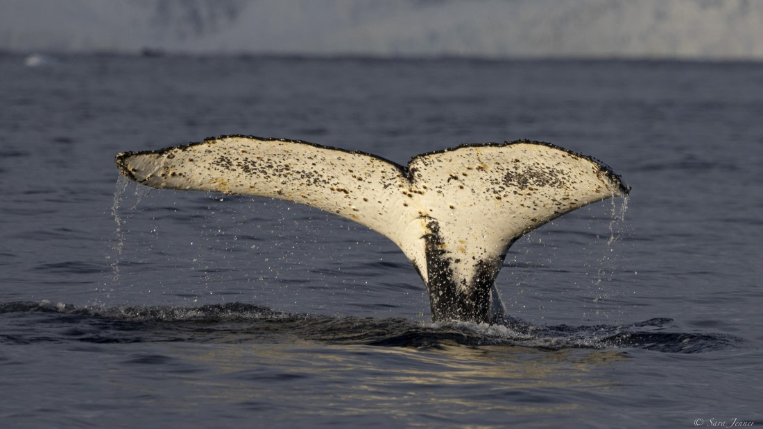 OTL32-25, Day 13, Fluke© Sara Jenner - Oceanwide Expeditions.jpg