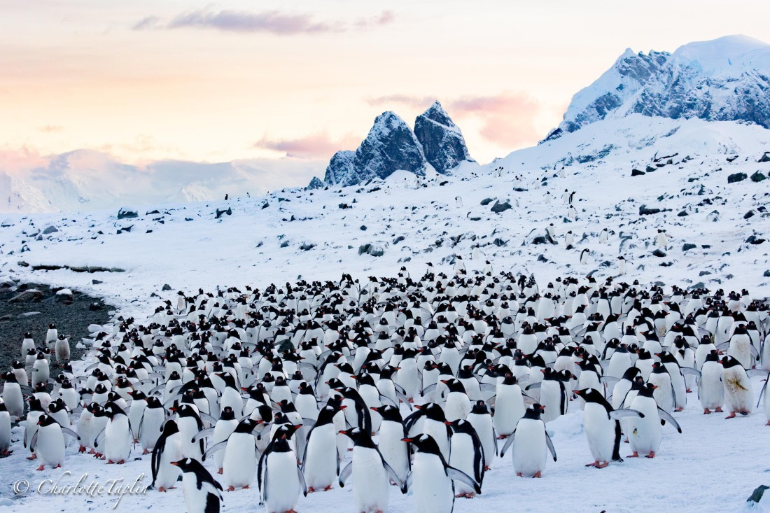 OTL32-25, Day 13, FZ1A6659-Enhanced-NR © Charlotte Taplin - Oceanwide Expeditions.jpg