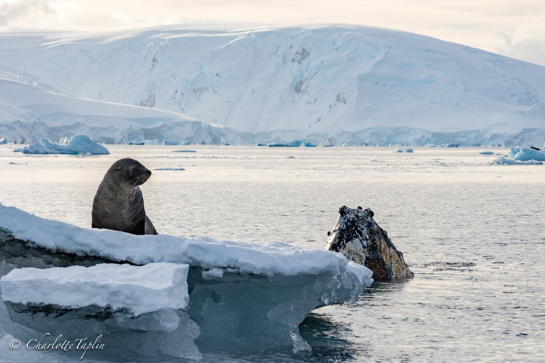 OTL32-25, Day 13, FZ1A6809 © Charlotte Taplin - Oceanwide Expeditions.jpg