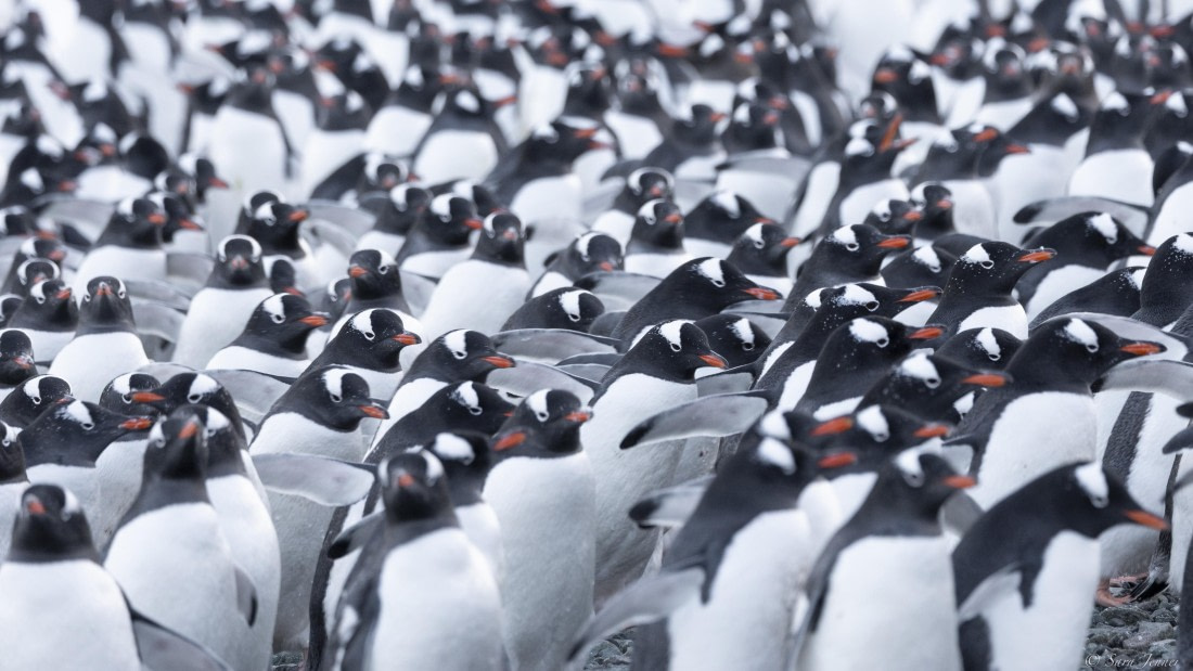 OTL32-25, Day 13, Gentoos © Sara Jenner - Oceanwide Expeditions.jpg