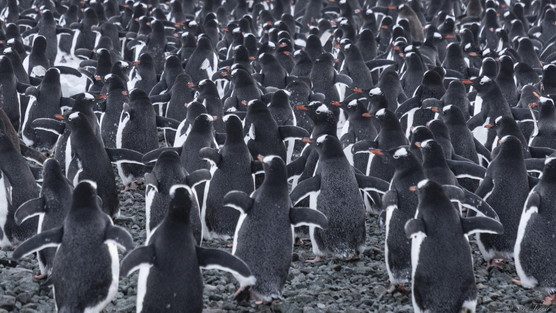 OTL32-25, Day 13, Gentoos 1 © Sara Jenner - Oceanwide Expeditions.jpg