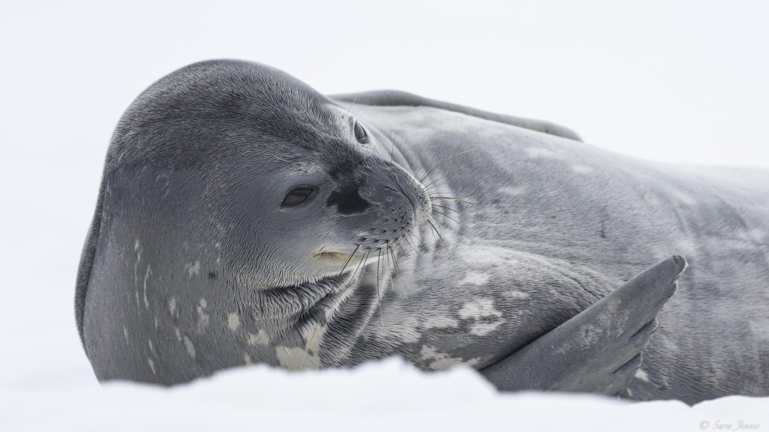 OTL32-25, Day 13, Weddell Seal © Sara Jenner - Oceanwide Expeditions.jpg