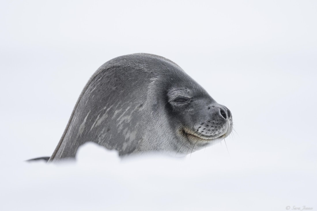 OTL32-25, Day 13, Weddell Seal 1 (4) © Sara Jenner - Oceanwide Expeditions.jpg