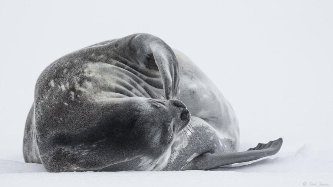 OTL32-25, Day 13, Weddell Seal 2 (4) © Sara Jenner - Oceanwide Expeditions.jpg