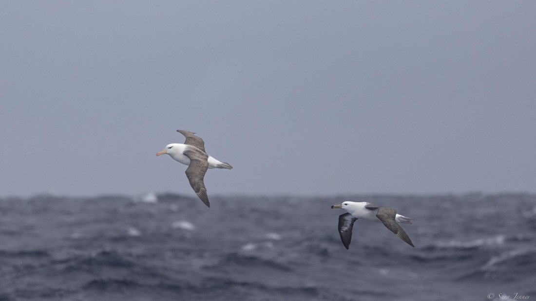 OTL32-25, Day 14, Albatross_© Sara Jenner - Oceanwide Expeditions.jpg