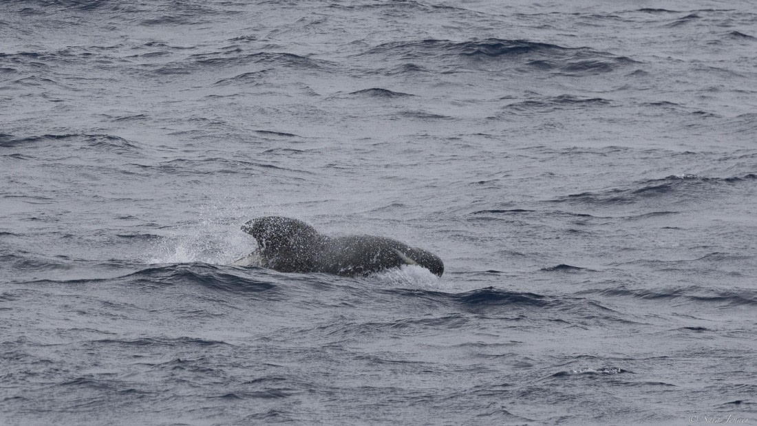 OTL32-25, Day 15, Pilot whale © Sara Jenner - Oceanwide Expeditions.jpg