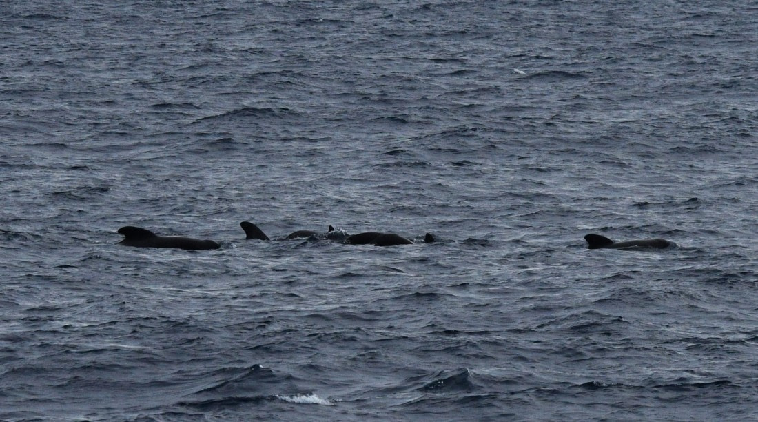OTL32-25, Day 15, Pilot whales Drake 04APR25 © Saskia van der Meij - Oceanwide Expeditions.JPG