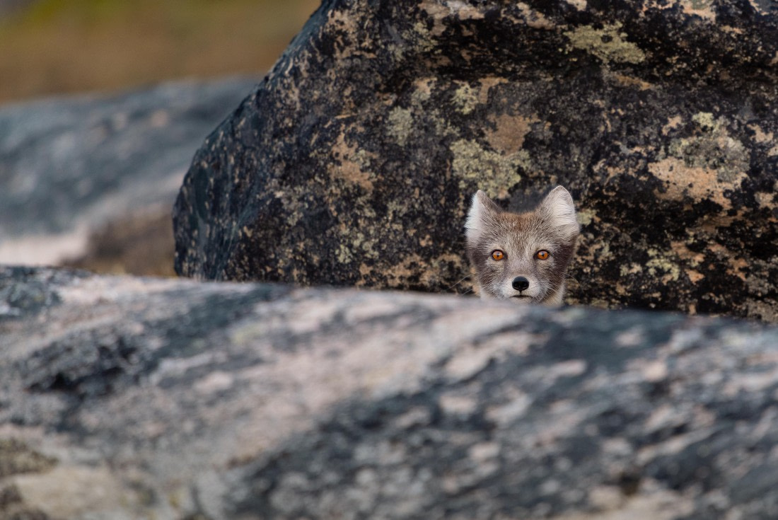 2024, Greenland, DSC9368 © Enrico Pescantini - Oceanwide Expeditions.jpg
