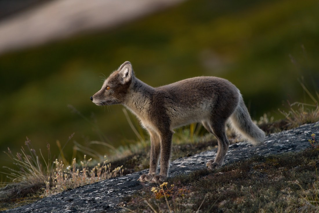2024, Greenland, DSC9355 © Enrico Pescantini - Oceanwide Expeditions.jpg