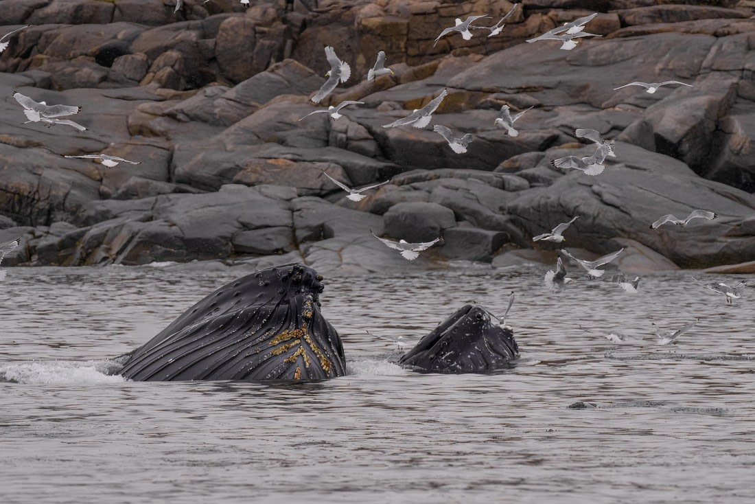 2024, Greenland, DSC8953 © Enrico Pescantini - Oceanwide Expeditions.jpg