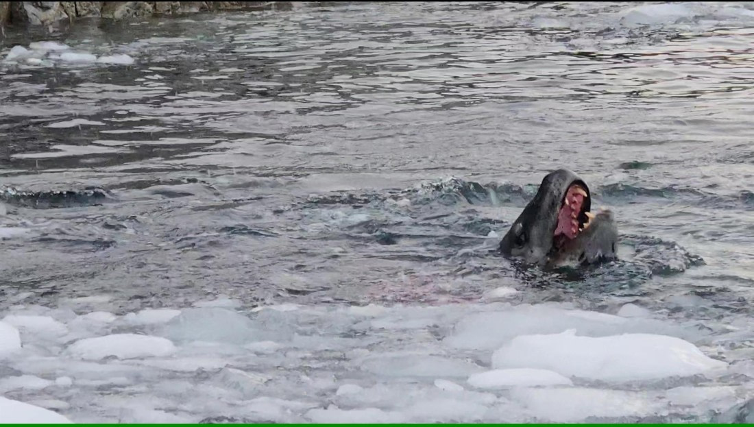 Leopard seal shows his teeth