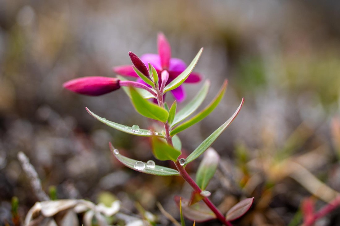 OEX-SP-GL-JM-SP_2022-223 © Geert Kroes - Oceanwide Expeditions.jpg